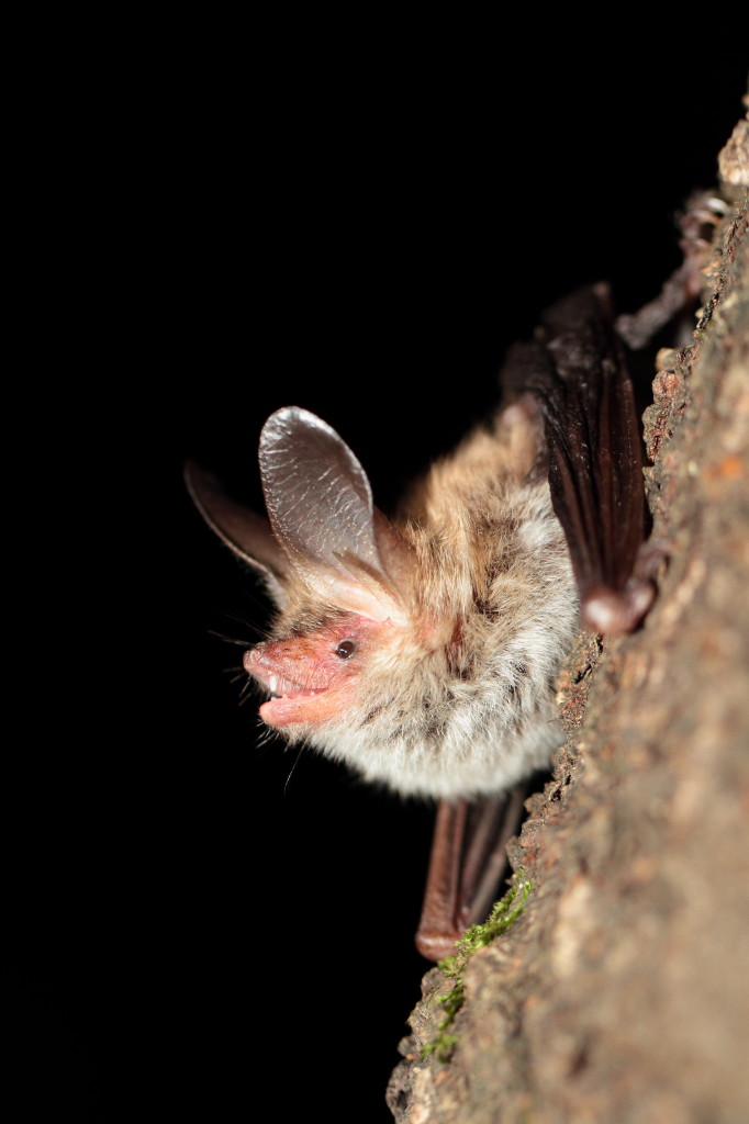 Bechsteinfledermaus