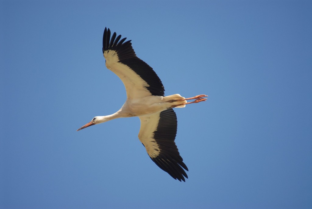 Gleitflug