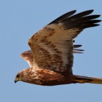 ...Rohrweihen-Männchen hingegen mit rotbrauner Unterseite, hellen Flügeln und schwarzen Flügelspitzen auffällig gemustert