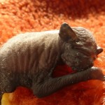 Abendseglerbaby