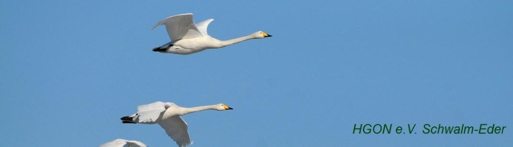 fliegende singschwaene fuer slder