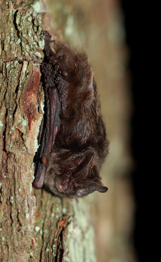 Mopsfledermaus